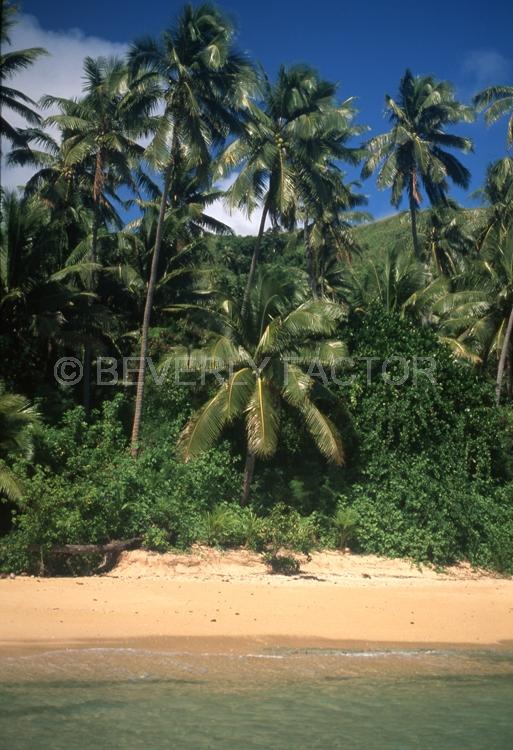 Islands;Fiji;shore line;reesl palm trees;blue waer